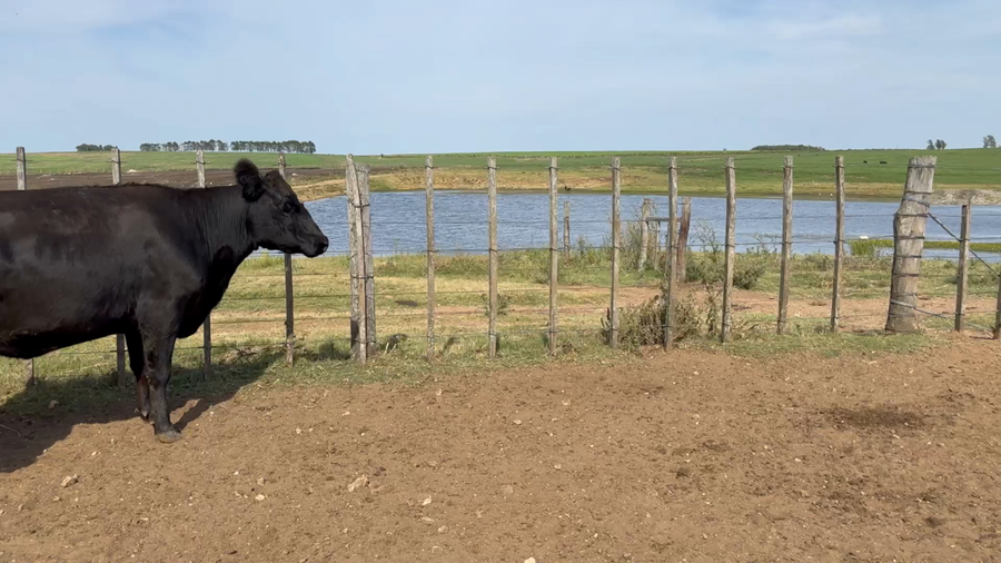 Lote 38 Vientres Preñados en Reboledo, Florida