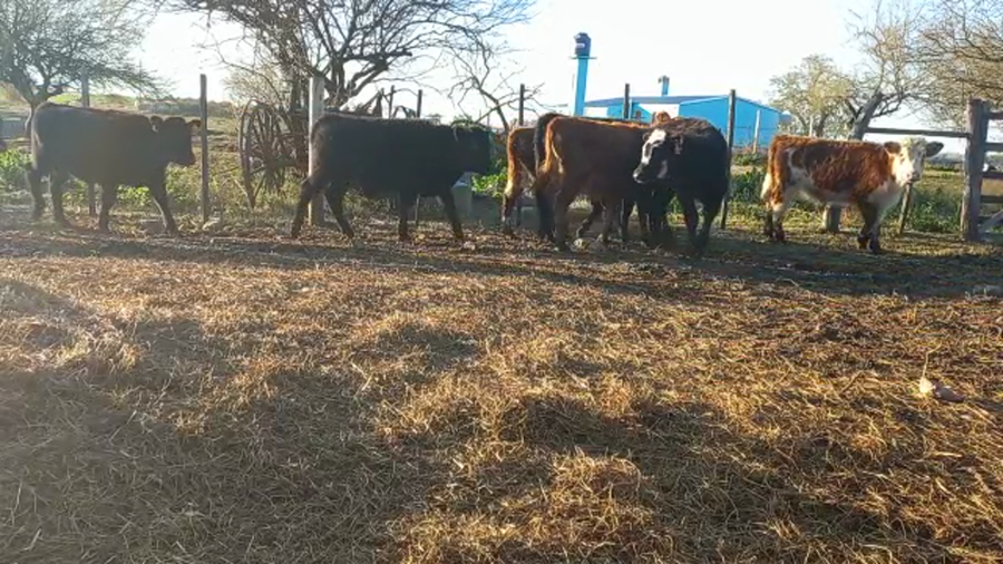 Lote Terneros