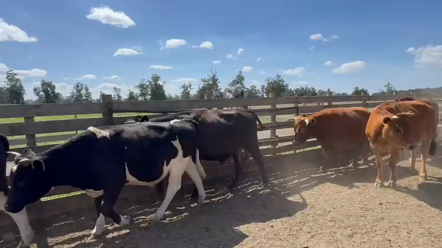 Lote 44 Novillo Engorda en Osorno, X Región Los Lagos