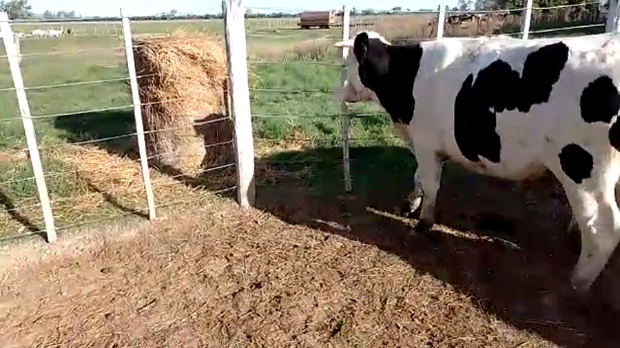 Lote 8 Novillos en Santa Fe, Sunchales