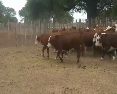 Lote 50 Vaquillonas en Quimilí, Santiago del Estero