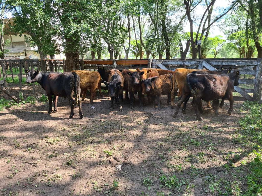 Lote 14 Terneros en Gral. Lamadrid, Buenos Aires