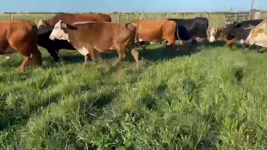 Lote 35 Vacas de invernar