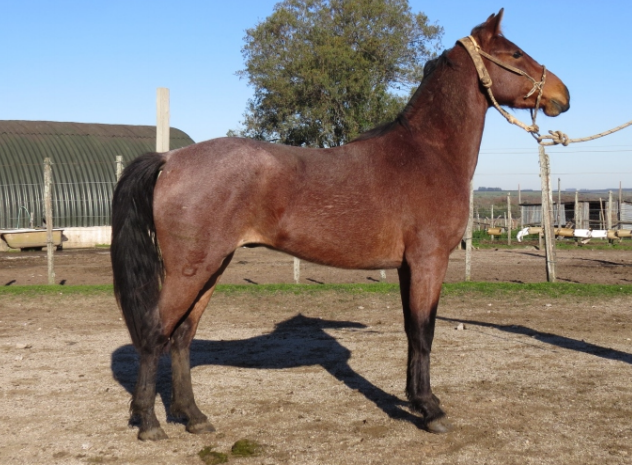 Lote CALIFA LA FLECHILLA