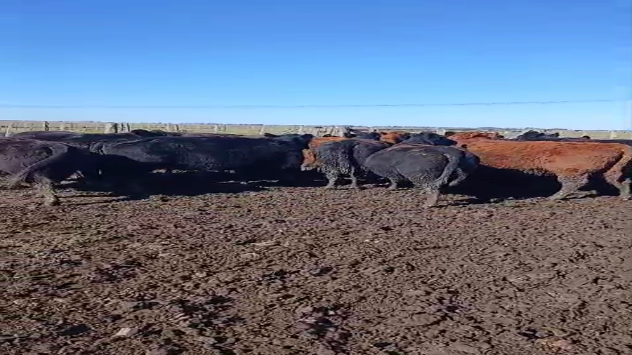 Lote 17 Vaquillonas C/ gtia de preñez en Buenos Aires, Cañuelas