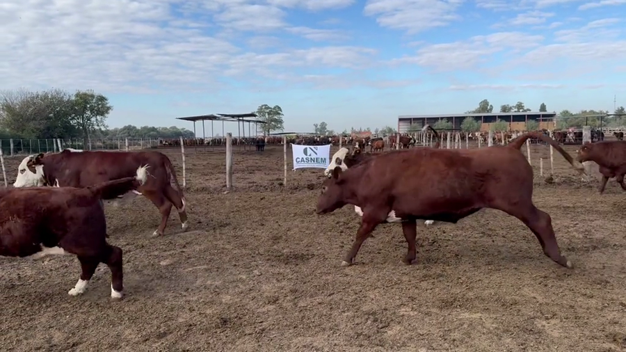 Lote 44 Novillitos y vaquillonas