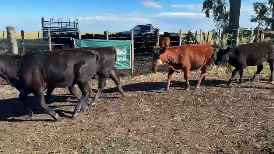 Lote 65 Terneras en Daireaux