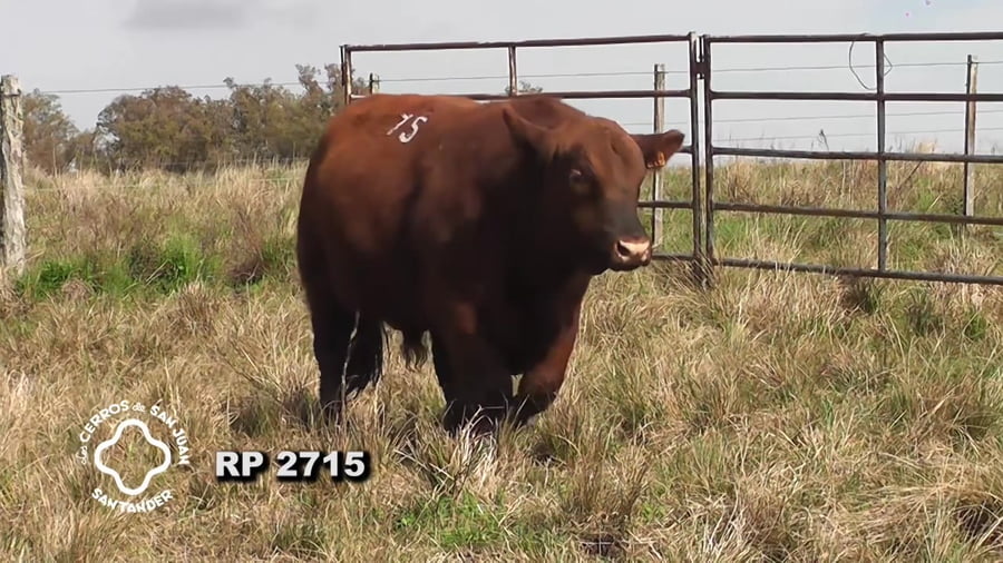 Lote Toro Red Angus SA de 3 años