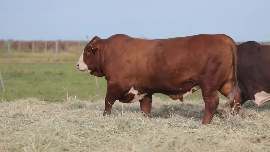 Lote Toros Braford - Cabaña El Cambio