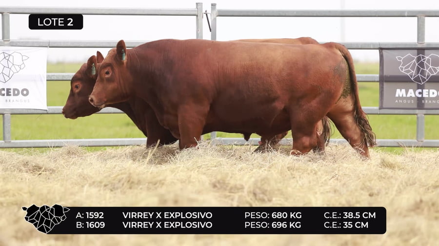 Lote Lote 2