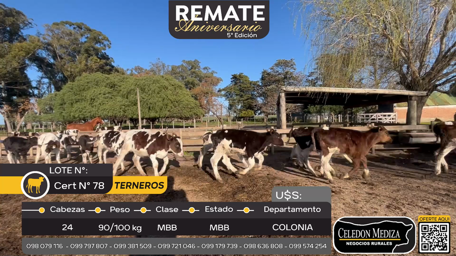 Lote 24 Terneros en Otra Localidad, Colonia