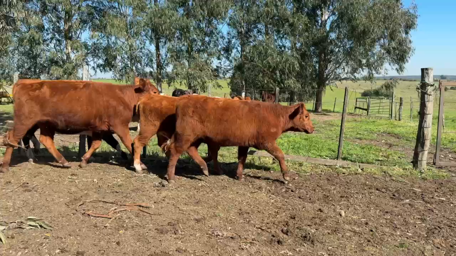 Lote VAQUILLONAS 1 a 2 AÑOS