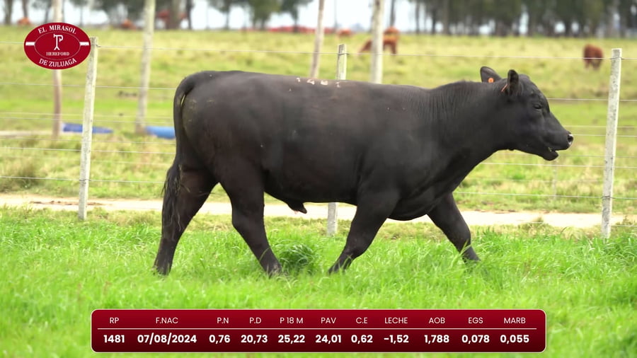 Lote Angus