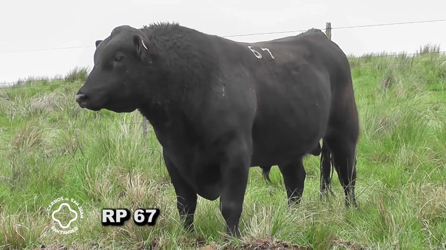 Lote Toro 3 años | S.A.