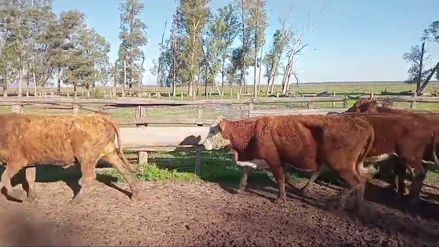 Lote 22 Vacas de invernar en Corrientes, Paso de Los Libres