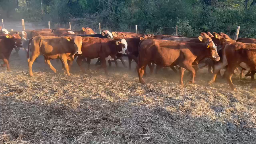 Lote 100 Terneras en Juan José Castelli, Chaco