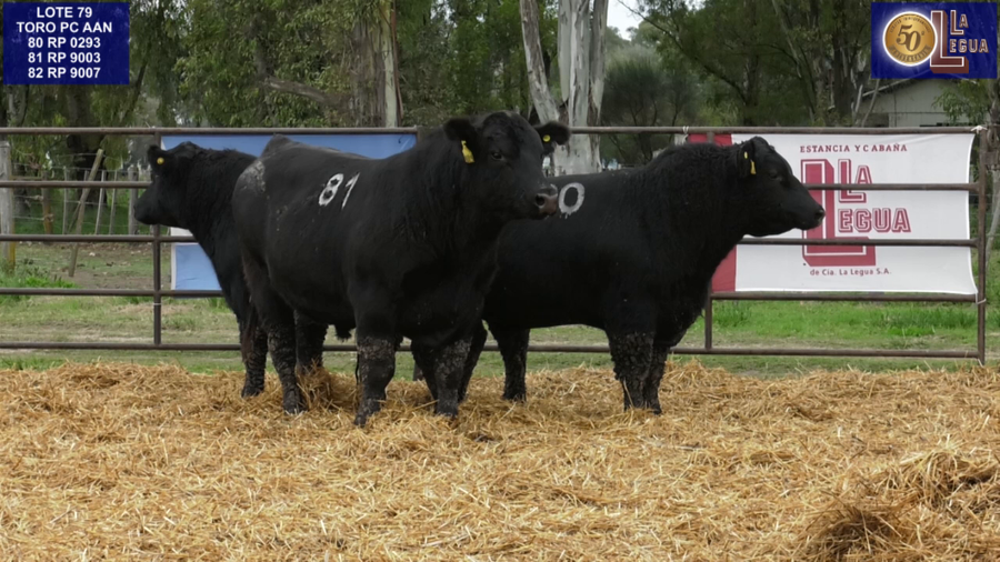 Lote TOROS ANGUS NEGROS PC