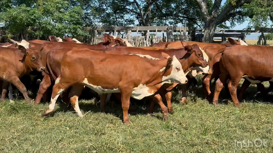 Lote 70 Terneros en Corrientes, Mercedes