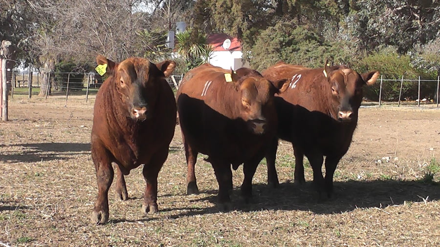Lote TOROS PUROS CONTROLADOS COLORADOS