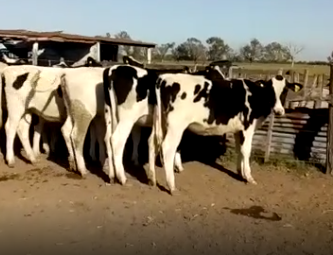 Lote 11 Ternetas en Rafaela, Santa Fe