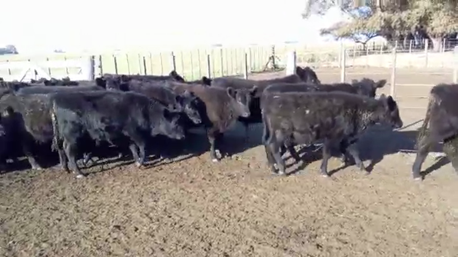 Lote 70 Terneros en Olavarría, Buenos Aires