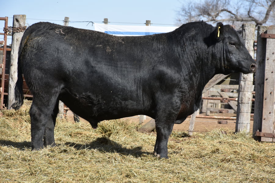 Lote TOROS (Corral 1)