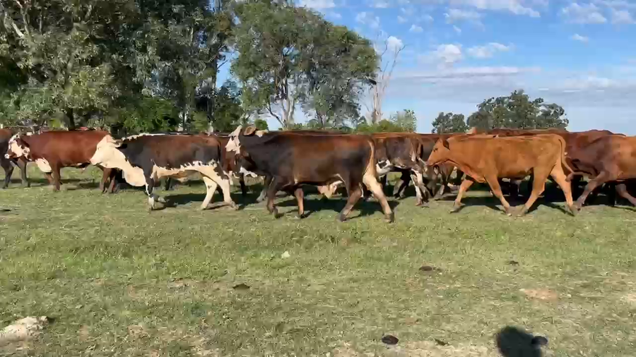 Lote 140 Novillos en Corrientes, Mercedes