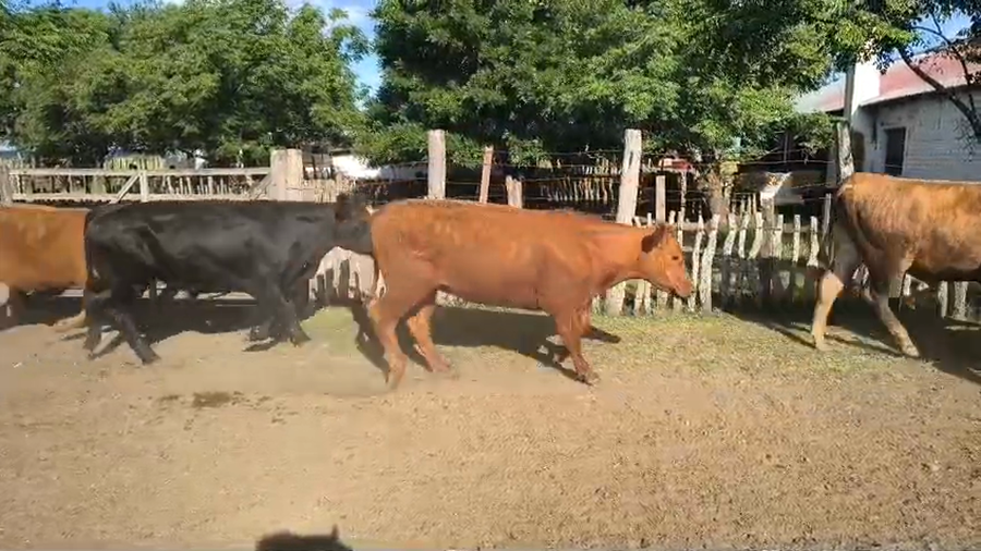 Lote 50 Novillitos en Corrientes, Curuzu Cuatia