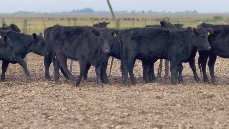 Lote 25 Vaquillonas P/ entorar en La Plata, Buenos Aires