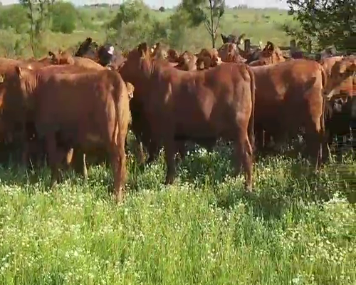 Lote 66 Vaquillonas en Villa Elisa, Entre Ríos