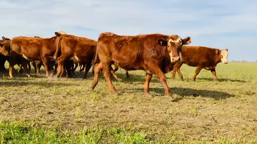 Lote 180 Terneras en Santa Fe, Franck