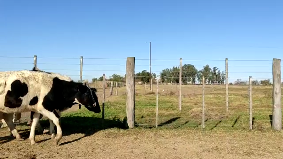 Lote Toledo Maria - Vaq. para entorar