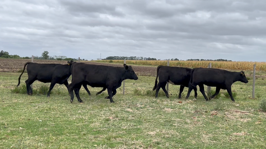 Lote VAQUILLONAS 1 a 2 AÑOS