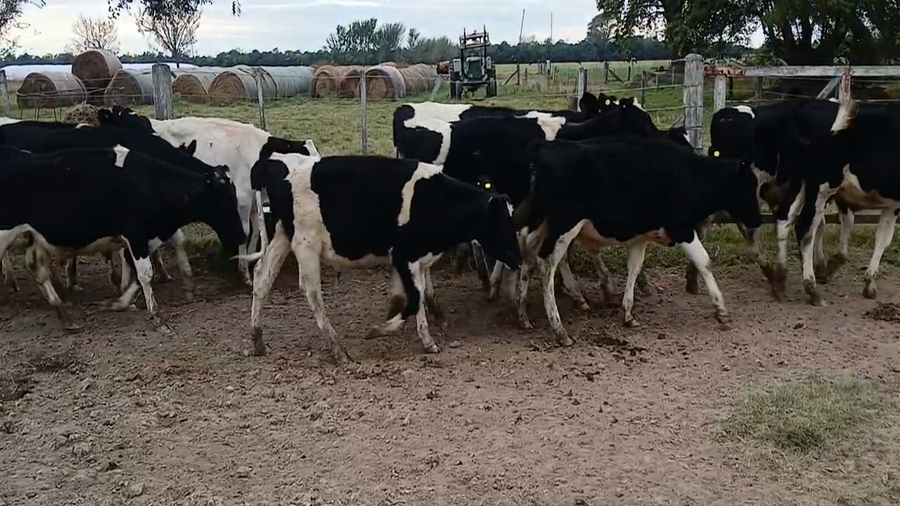 Lote 15 Terneros Holando Argentino en Sunchales, Santa Fe