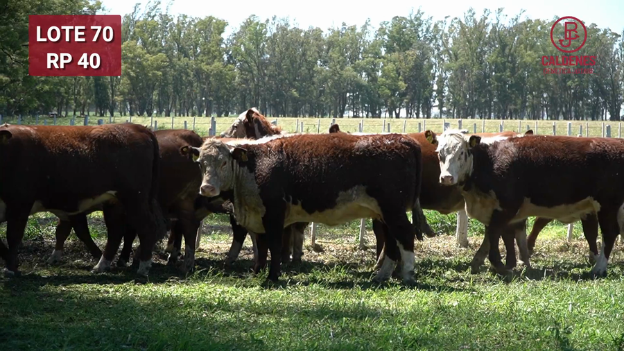 Lote VAQUILLONAS PREÑADAS RG x IA  -PARICION OTOÑO 2026-