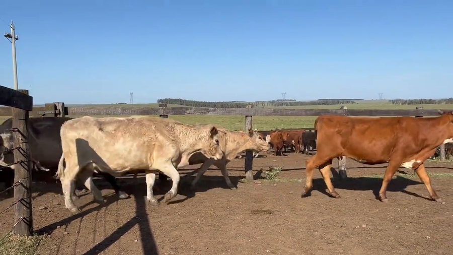 Lote Vacas de Invernada