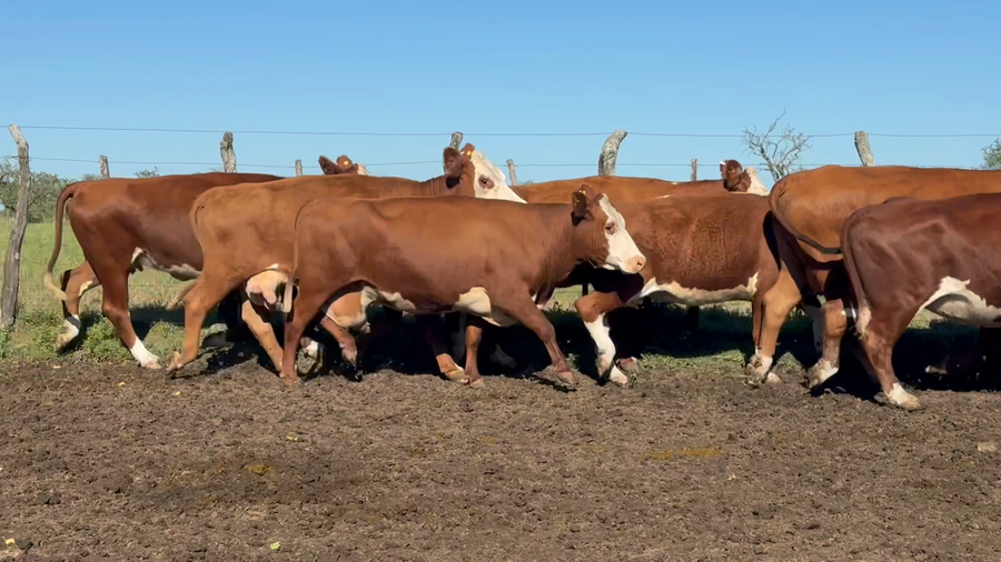 Lote 56 Vacas de invernar en Corrientes, Curuzú-Cuatiá