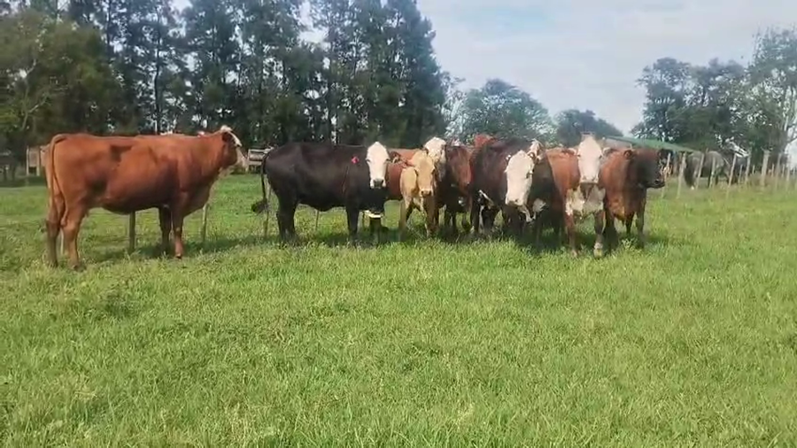 Lote 10 Vacas CUT preñadas