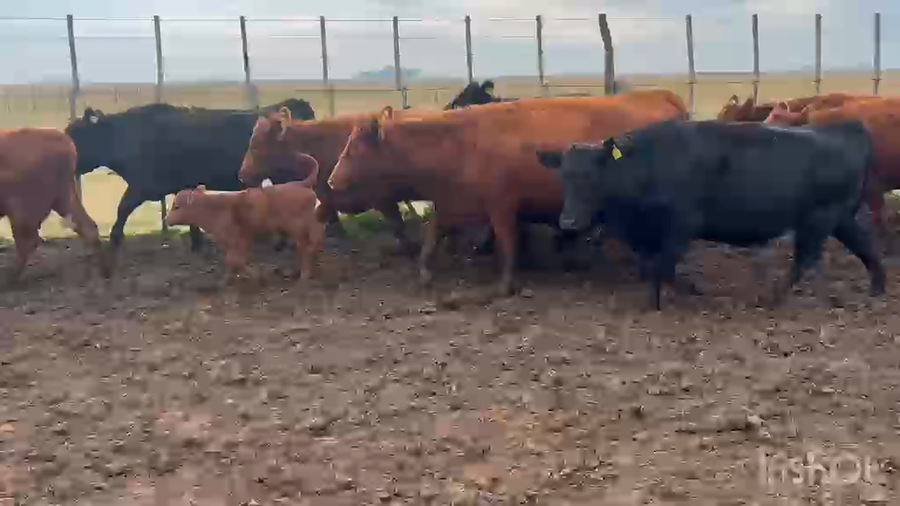 Lote 62 AL CTE NUEVAS