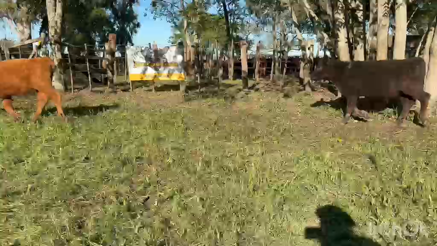 Lote 65 Terneros