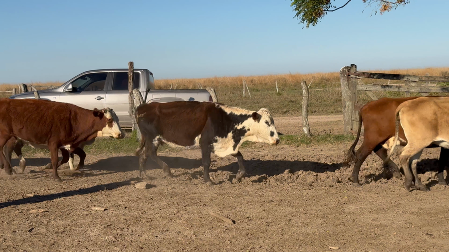 Lote 100 Vacas p/ invernar