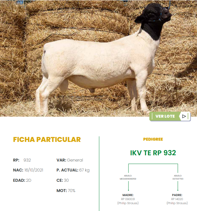 Lote LOTE 13