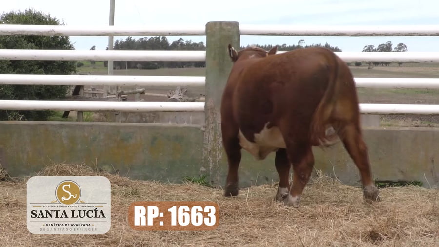 Lote Hereford