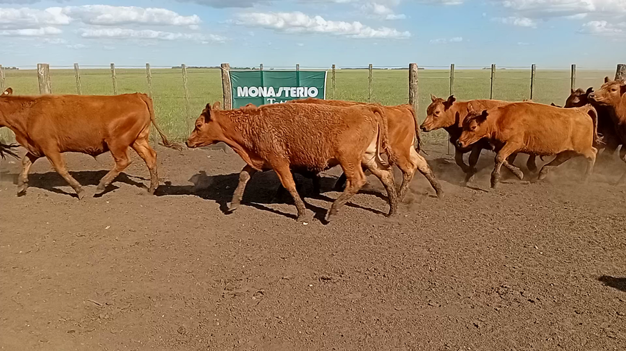 Lote 65 Novillitos en Benito Juárez