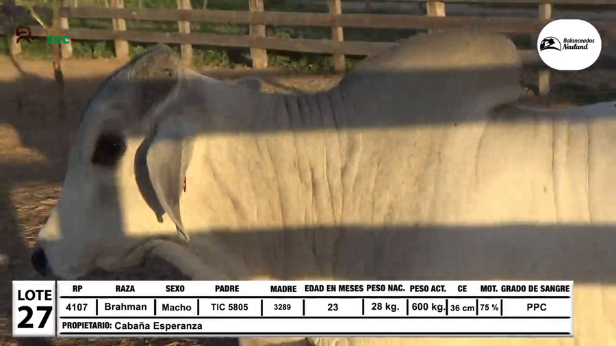 Lote Toros Brahman a remate en Sábado 5 de Julio - Gran Remate de Reproductores PDC, Loma Plata