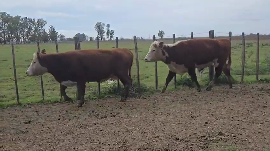 Lote 52 AL CTE NUEVAS