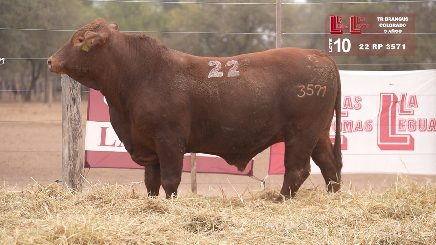 Lote BRANGUS COLORADO 3 AÑOS
