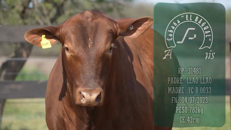 Lote Toro