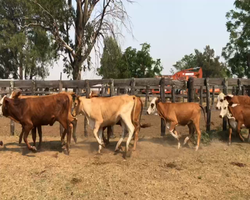 Lote 63 Terneras en Corrientes, Berón de Astrada