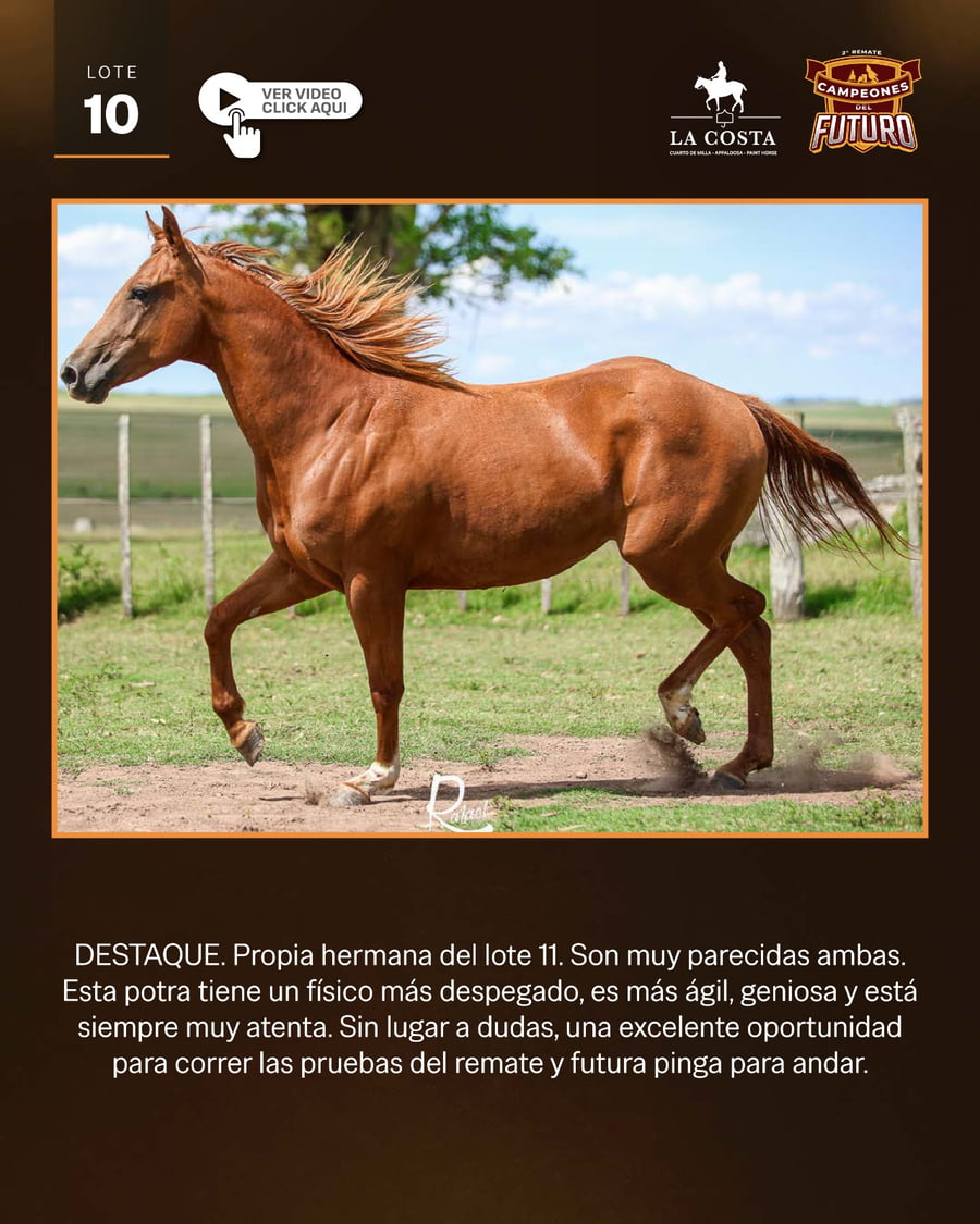 Lote LC MAGNOLIA REY